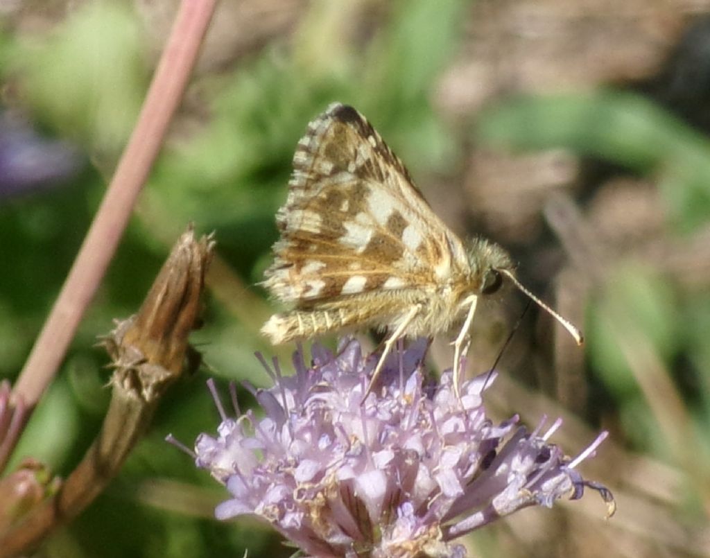 Pyrgus sp.